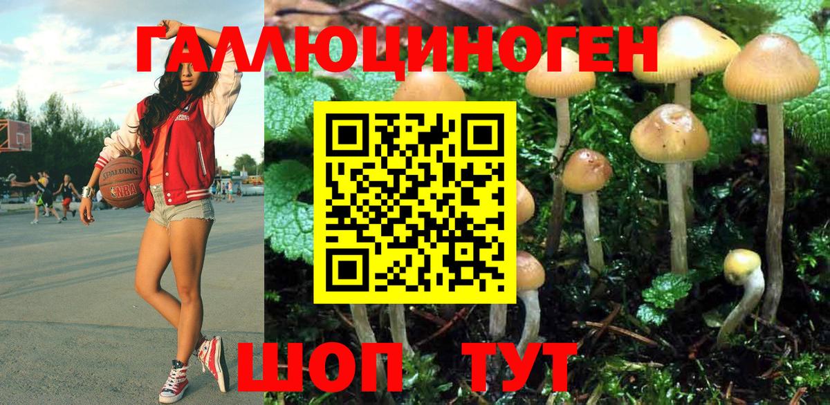 Псилоцибиновые грибы Psilocybe Великие Луки